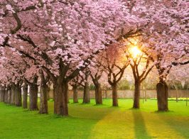 28991465 Depositphotos 8831337 Xl 2015 1489735474 900 A9fabe9cad 1489771005